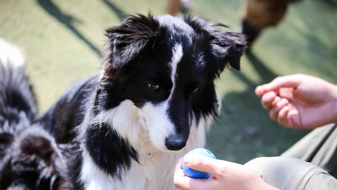 Más de cien mascotas han sido bautizadas con nombres alusivos al Covid-19 en Chile