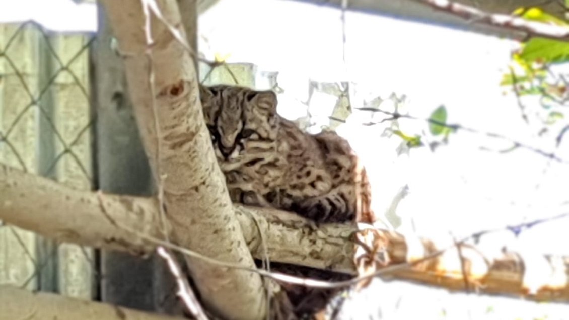 SAG liberó a gato güiña en el sector de Los Cipreses del Maule