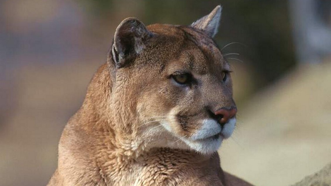 Investigan muerte de joven en Corral: Vecinos apuntan al ataque de un puma