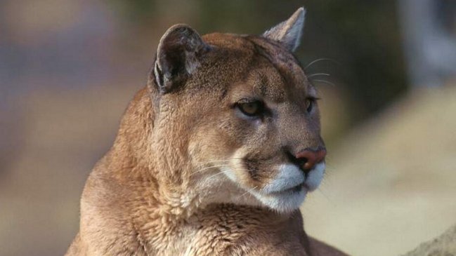 Investigan muerte de joven en Corral: Vecinos apuntan al ataque de un puma