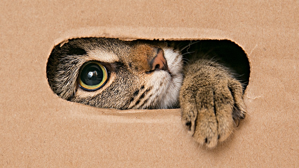 Anciana denuncia que le mataron 12 gatos: 