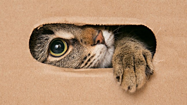 Anciana denuncia que le mataron 12 gatos: 