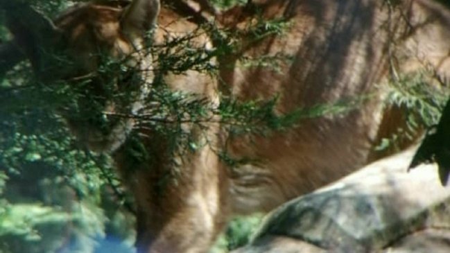 Puma escapó de captura en Romeral: SAG activó 