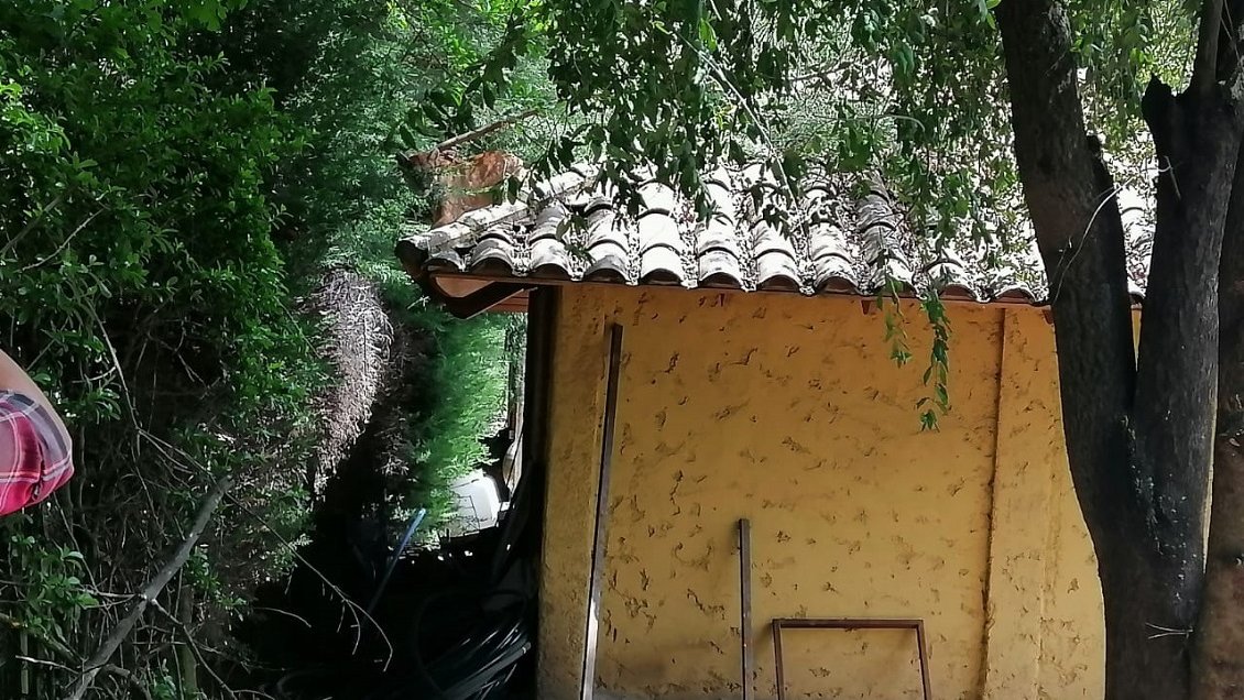 Puma sorprendió a familia de Romeral: Fue descubierto en un techo