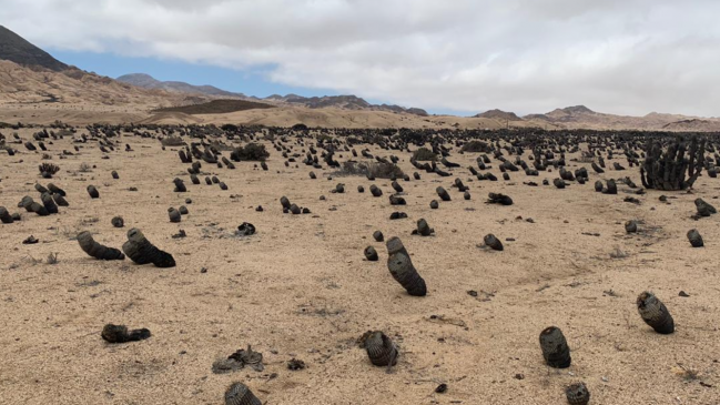 PDI investiga tráfico de cactáceas en el norte del país