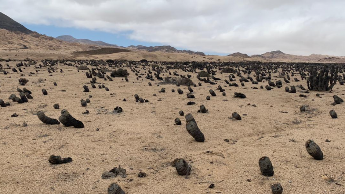 PDI investiga tráfico de cactáceas en el norte del país