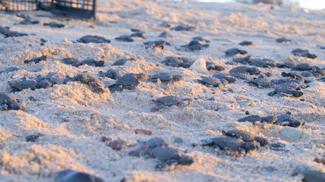 Histórica eclosión: Miles de tortugas nacieron gracias al confinamiento por Covid-19 en México