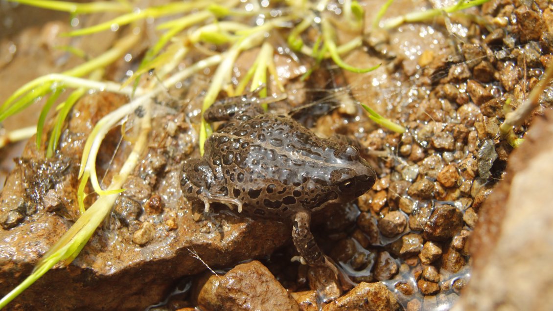Descubren población estable de rara especie de sapos en Parinacota