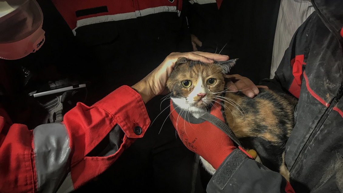 Perro salvó a gato que estuvo 30 horas bajo los escombros tras terremoto en Turquía