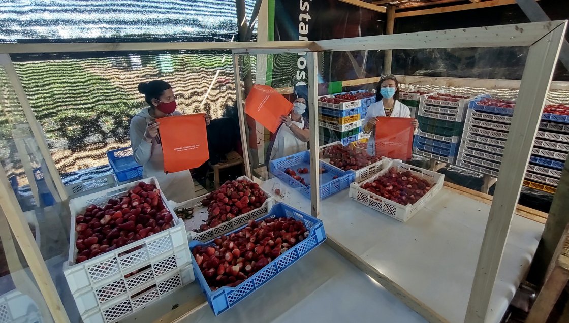Lanzan campaña para evitar riesgos de Covid-19 en temporeros agrícolas de Ñuble