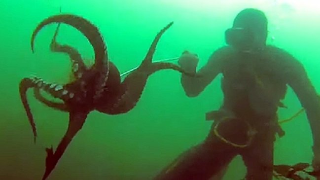 Cuatro meses durará veda larga del pulpo del norte en la Región de Coquimbo