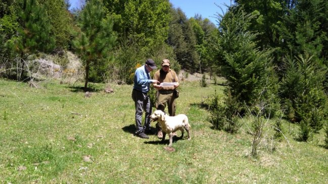 Con perros entrenados rastrean cuerpo de mujer desaparecida en Curacautín