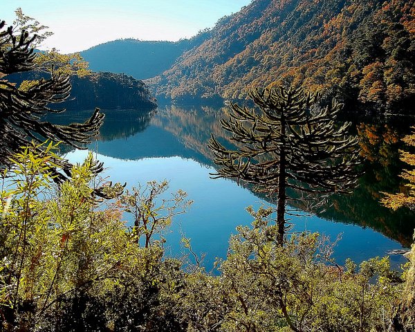 Conaf reabrió tres parques forestales en La Araucanía