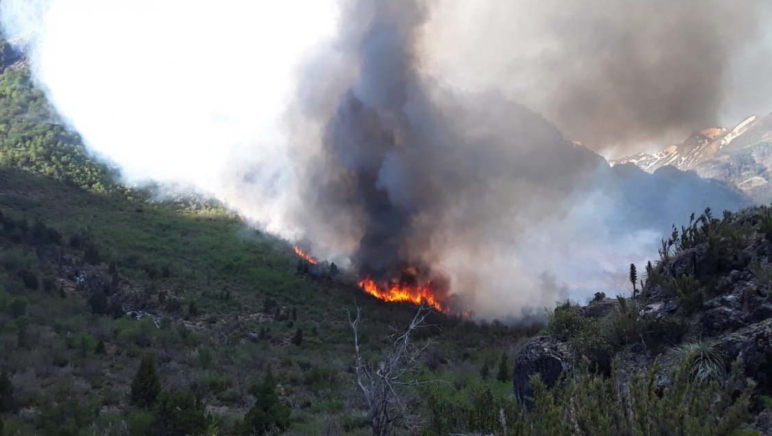 Incendio en la Reserva Nacional de Ñuble lleva más de 200 hectáreas consumidas