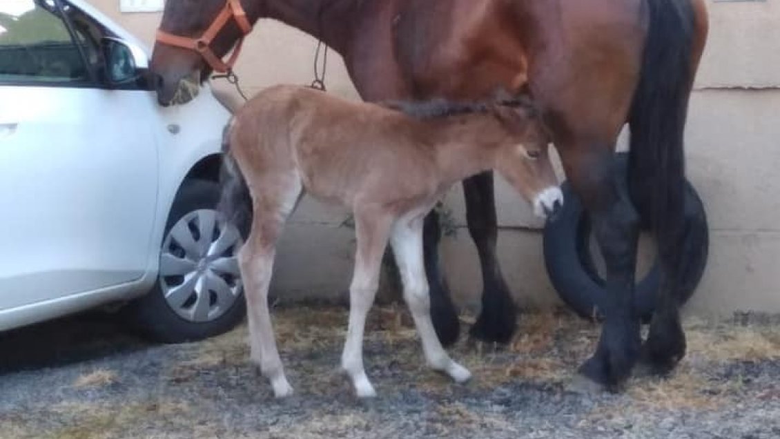 Yegua dio a luz en estacionamiento de un condominio en Temuco