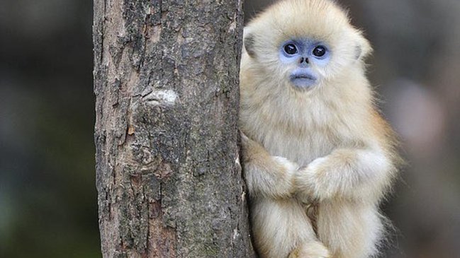 Inédito avistamiento de monos dorados de nariz chata en el noroeste de China