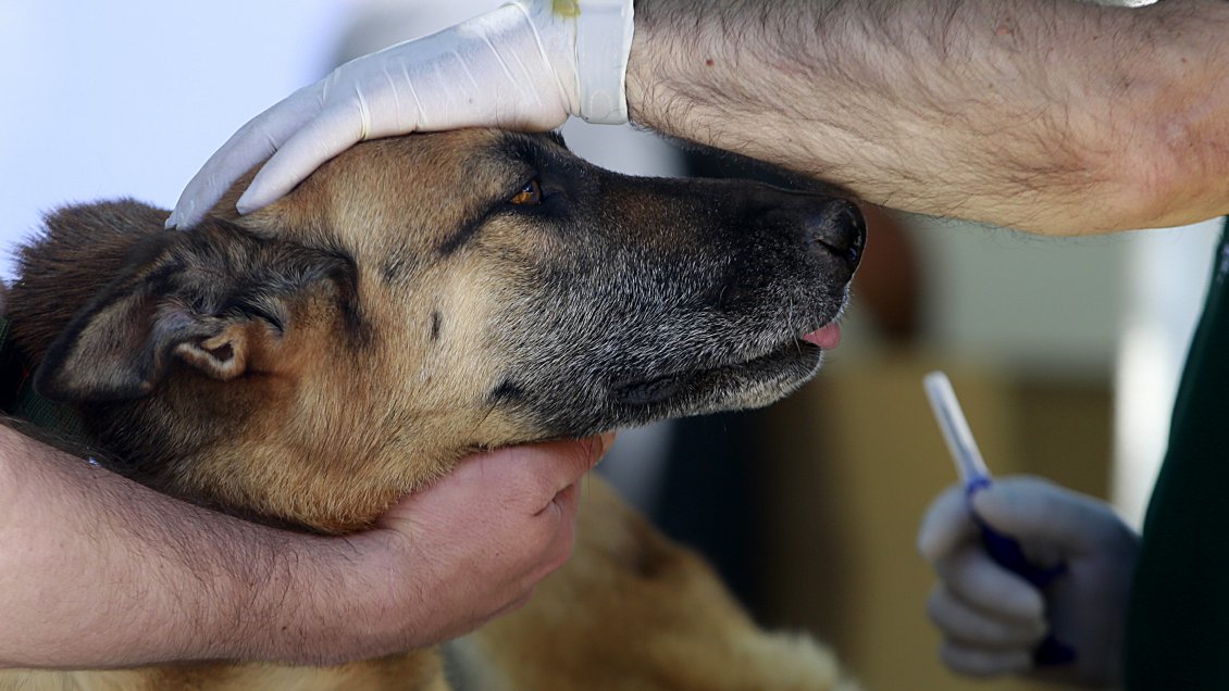 Sernameg pidió celeridad a la Fiscalía por caso de hombre que baleó al perro de su ex pareja