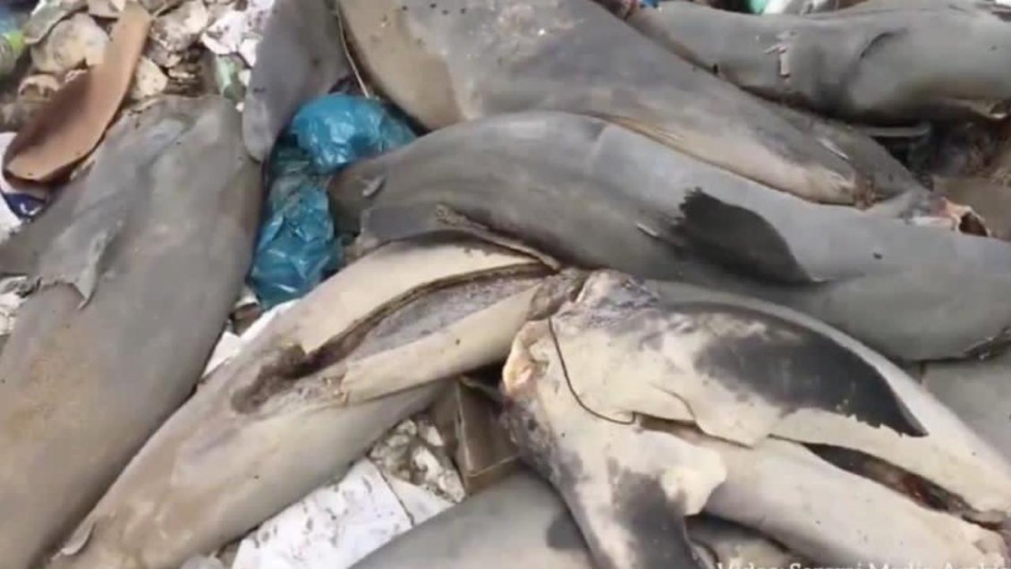 Denuncian hallazgo de 17 cadáveres mutilados de tiburón en Antofagasta