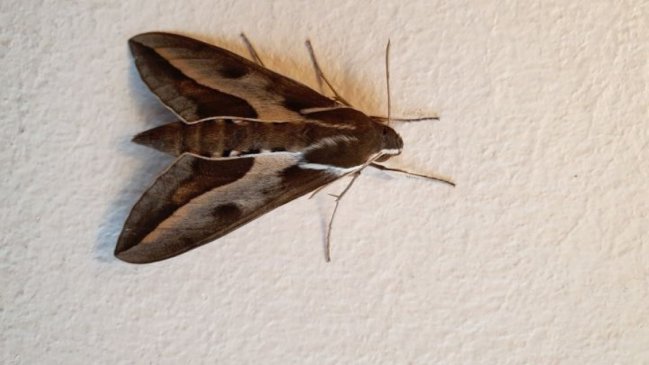 ¿A qué se debe la gran cantidad de polillas en la zona central del país?