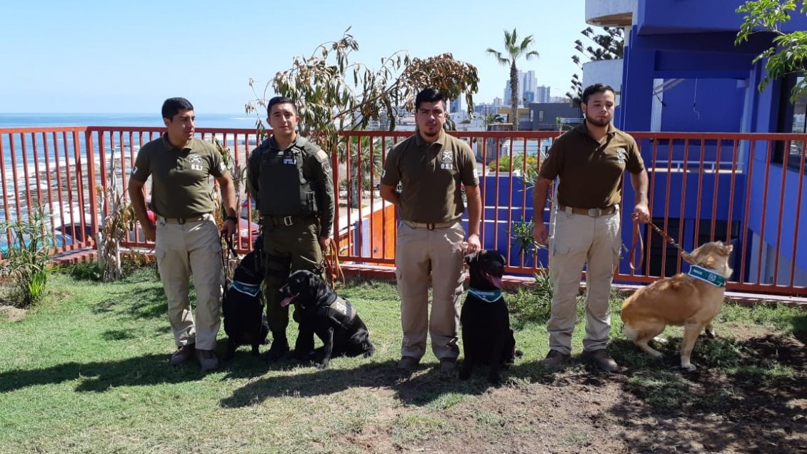 Iquique: Perros del OS-7 han ayudado en la detención de 30 personas