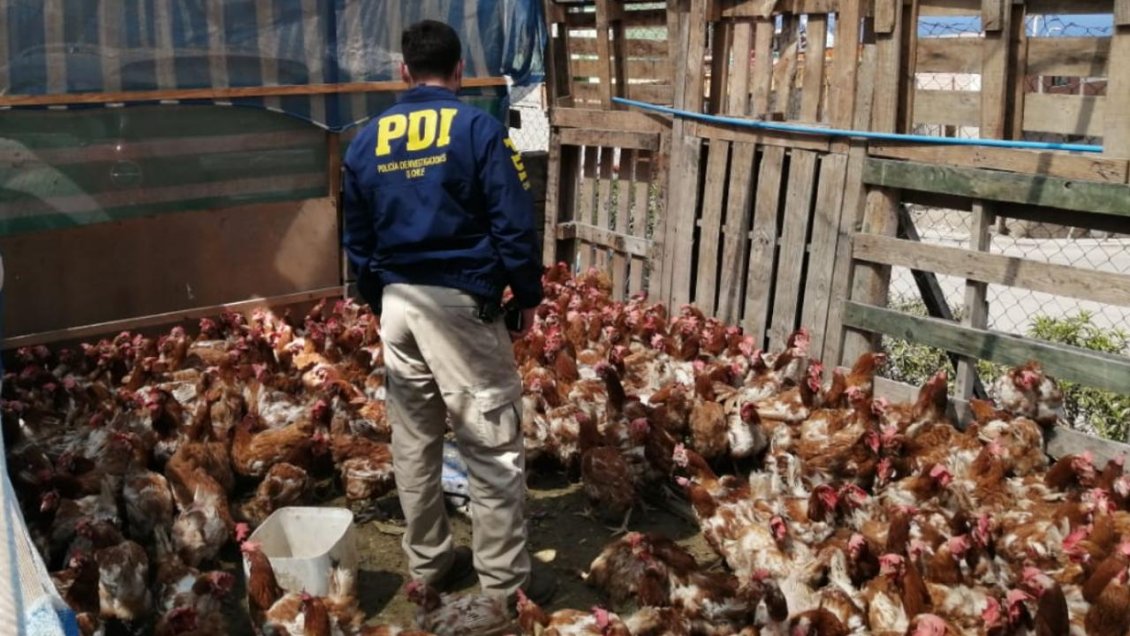 PDI arrestó a hombre que tenía a 370 gallinas hacinadas en un matadero clandestino