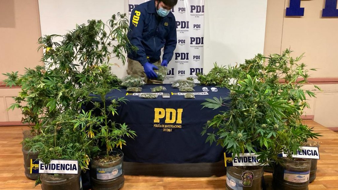 Decomisan plantas de cannabis sativa en vivienda del sector norte de Punta Arenas