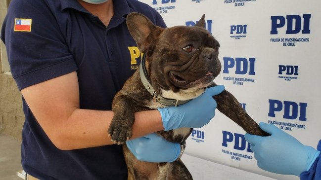 Robaron perro de raza y en horas lo vendían por internet a 350 mil pesos