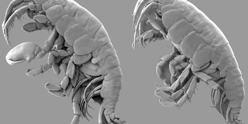 Paté defectuoso llevó al descubrimiento de una nueva especie de crustáceo