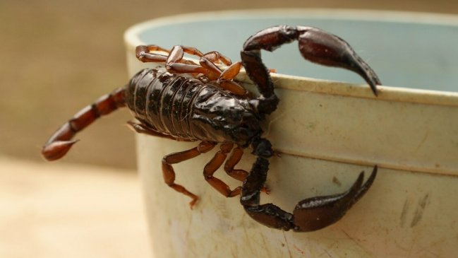 Científicos mutan toxina de alacrán para inhibir 3 tipos de cáncer