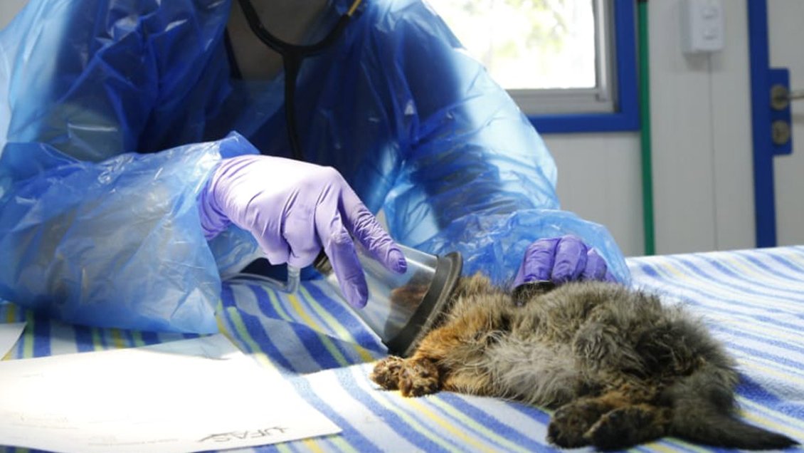 Familia de Melipilla tenía a cachorra de zorro chilla como mascota