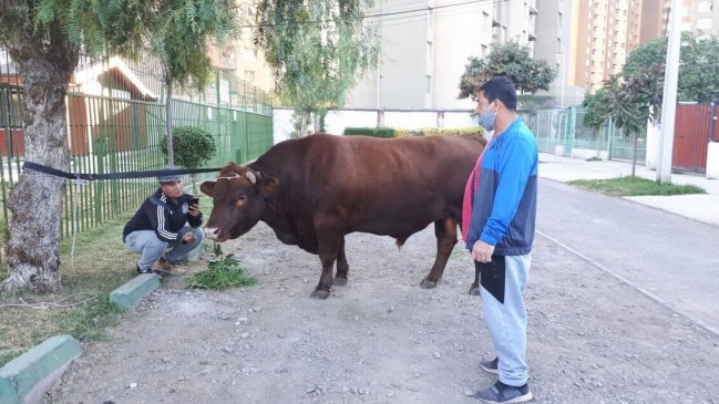 Visita inesperada: Toro deambuló por la Alameda y el Hospital del Profesor