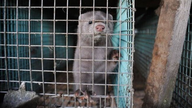 Italia suspende cría de visones tras mutación de Covid-19 en Dinamarca