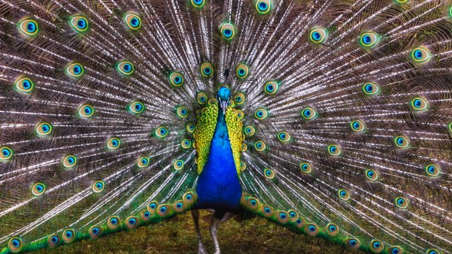 Otra más de 2020: Pavo real fue visto en postes de alumbrado público de Recoleta