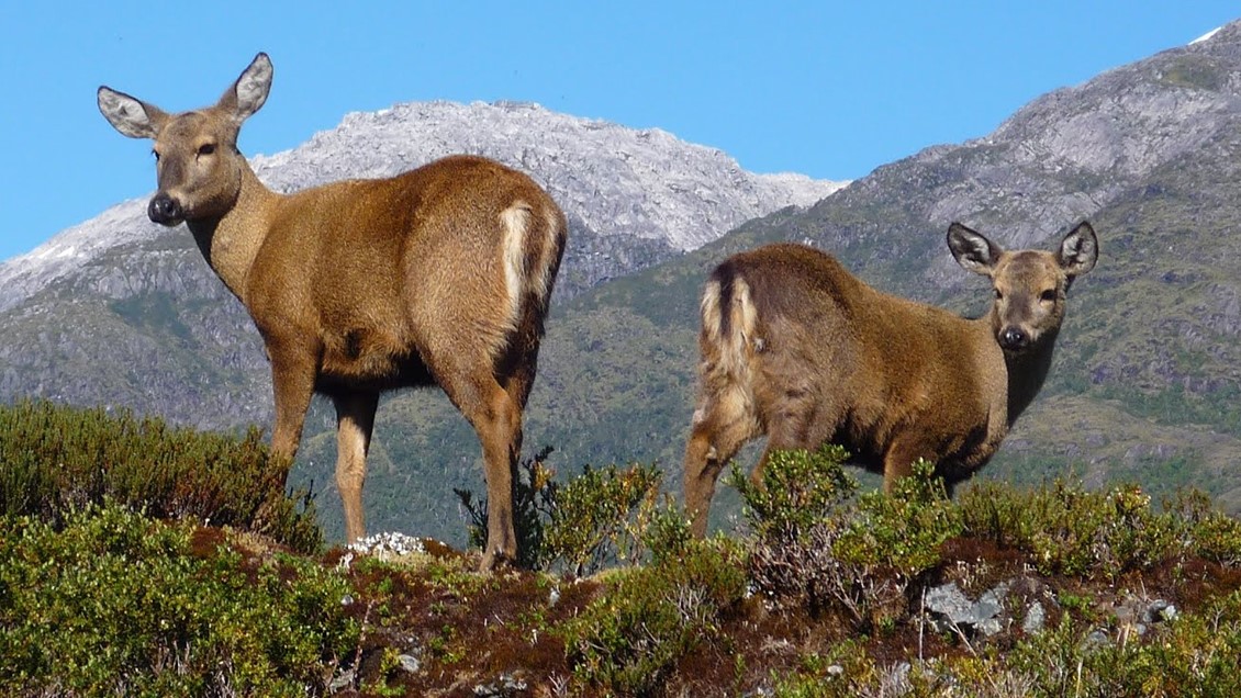 Constituyen consejo consultivo para la conservación de la Reserva Nacional de Ñuble