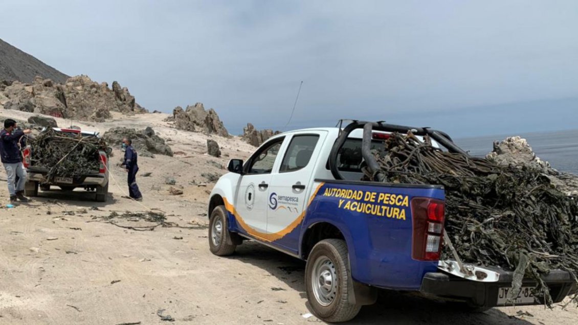 Más de media tonelada de algas barreteadas fue decomisada en Tocopilla