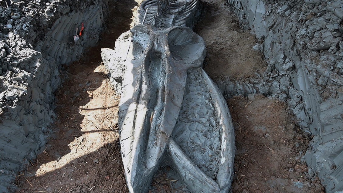 Descubren el fósil casi intacto de una ballena de al menos 3.000 años en Tailandia