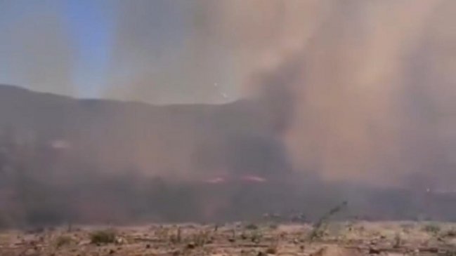 Incendios forestales en el Maule: Más de 600 hectáreas quemadas