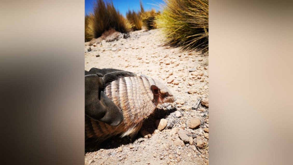 Descubren a quirquincho de la puna oculto en camión: Iba a ser usado como mascota