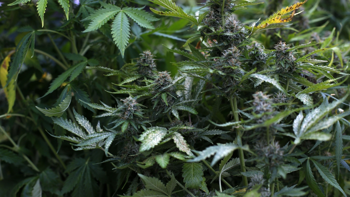 Detienen a 20 personas por tráfico de droga en la Región de Valparaíso: Se incautaron 8.000 plantas de marihuana