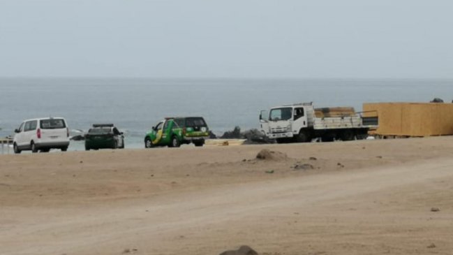 Toma de terreno en Punta Itata pone en riesgo nidificación del Gaviotín Chico