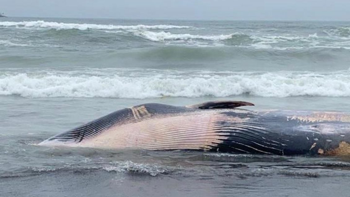 Hallan a una ballena muerta varada en las costas de Coelemu