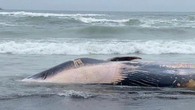Hallan a una ballena muerta varada en las costas de Coelemu