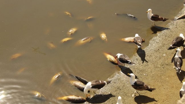 Esval afronta sumarios por vertimiento de aguas servidas al Estero Marga Marga