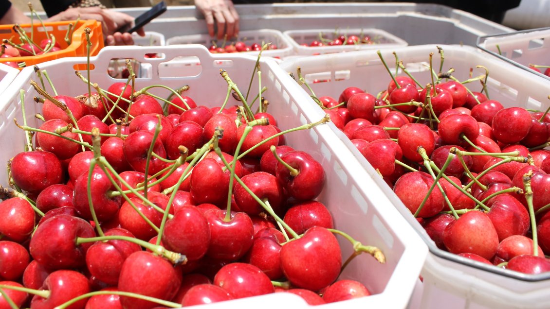 Brotes de Covid en huertos tienen a Curicó y Romeral al borde de la fase 2