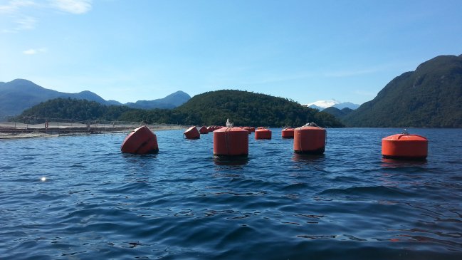 Formulan cargos graves contra salmonera Mowi Chile por sobreproducción en Aysén