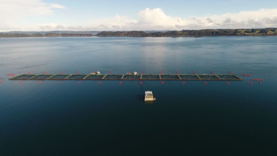 Mowi por cargos de sobreproducción en centro 