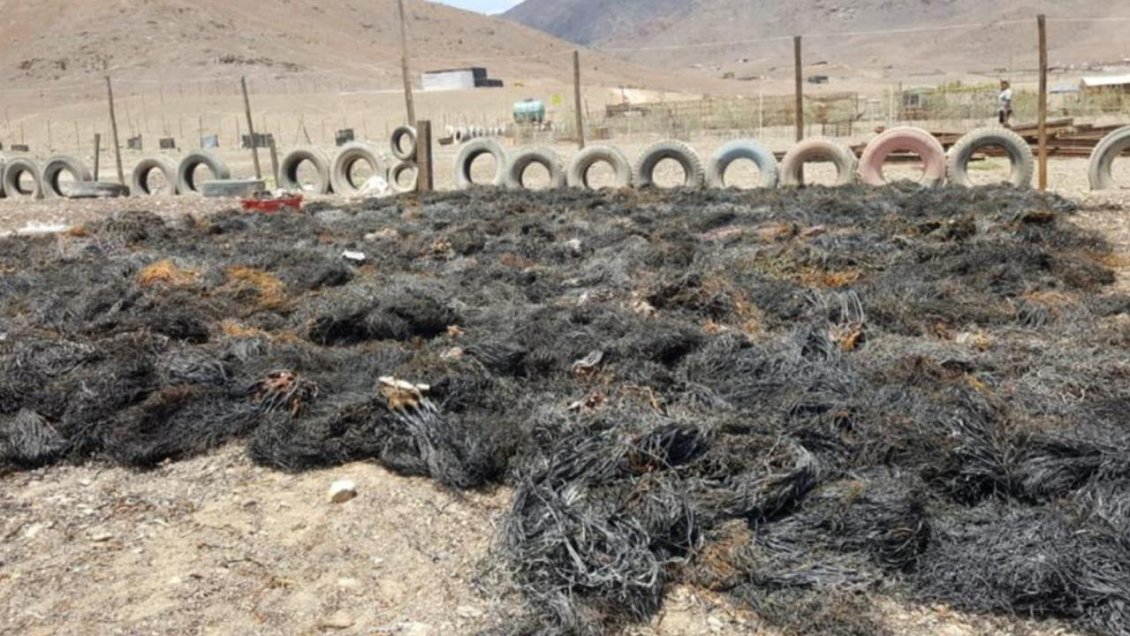 Más de 12 toneladas de algas barreteadas fueron incautadas en Taltal