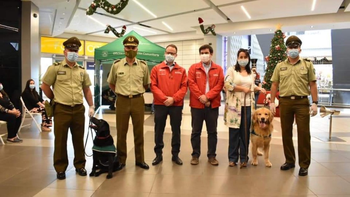 Brigada canina anticovid comenzó a operar en el Maule