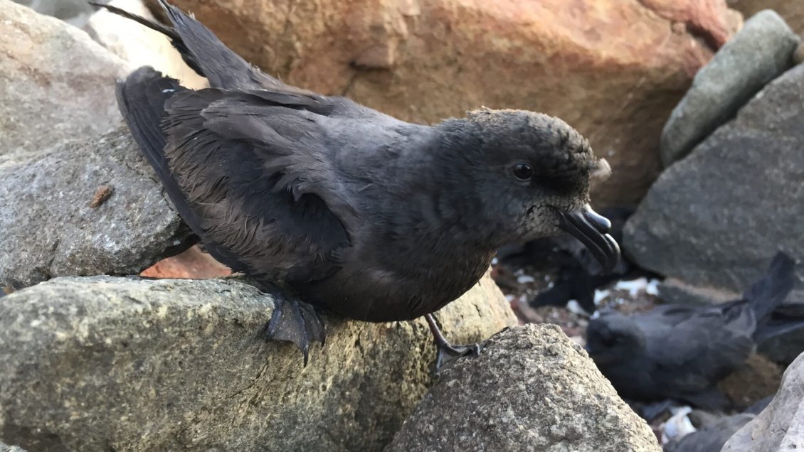 Tribunal ambiental detuvo obras de electrificación para proteger a un ave