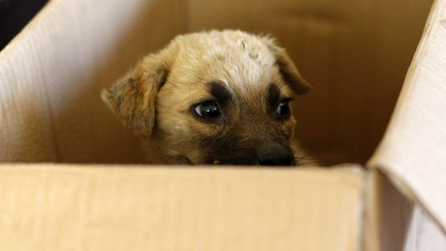 Cannes y Charly ofrecen 1,7 millones por cada mascota muerta debido a sus alimentos